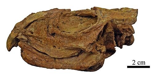 Собственно голотипный череп бентоникса.