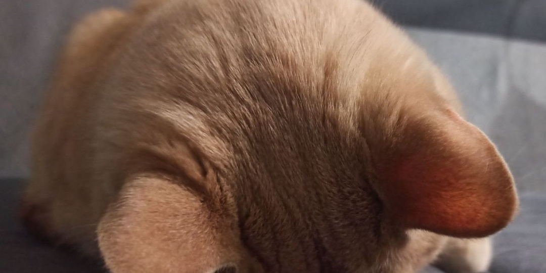 Случилось страшное. Пошла убирать кошачий лоток, а там ничего нет.