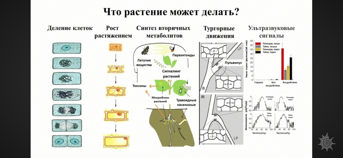 Кадр из выпуска "Поведение растений" 