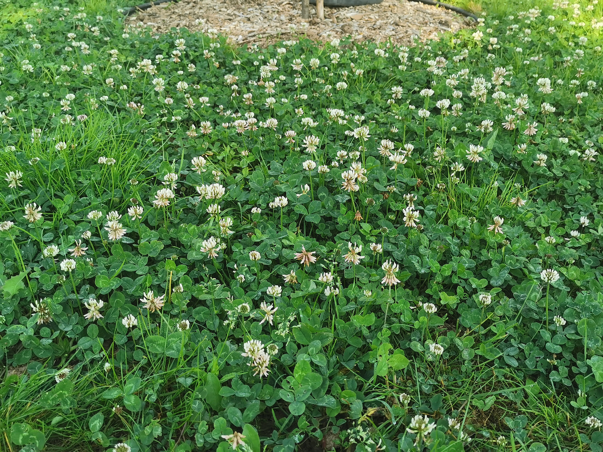 Газон из белого клевера