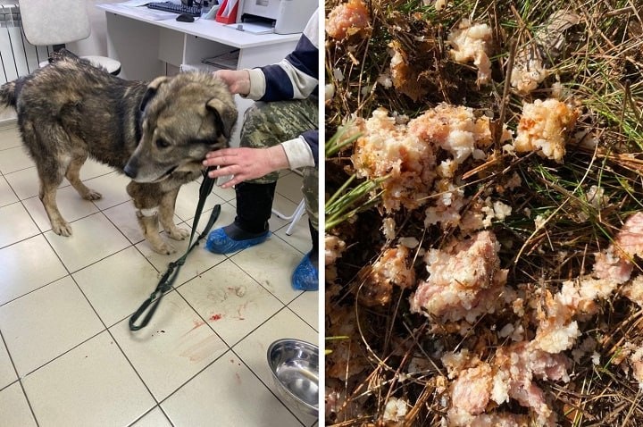 В Ярославле рядом с приютом для собак догхантеры раскидали отраву