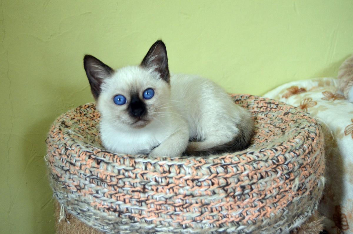 Я еще маленький, вот вырасту и покорю всю планету!