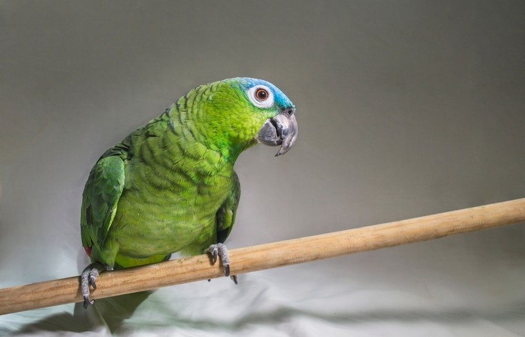    Shutterstock/FOTODOM