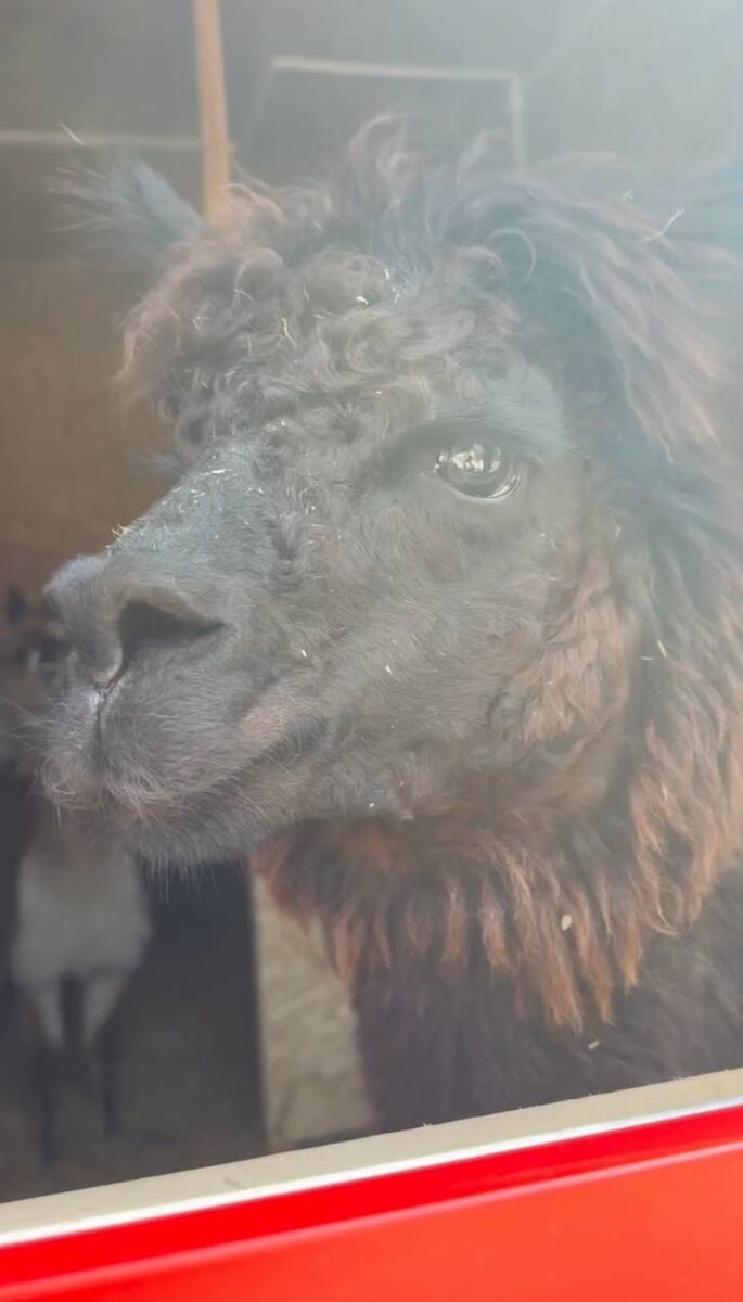    «Сливки соцсетей» – поездка на тракторе, проспавший сотрудник и творческие порывы Алевтина Солопова