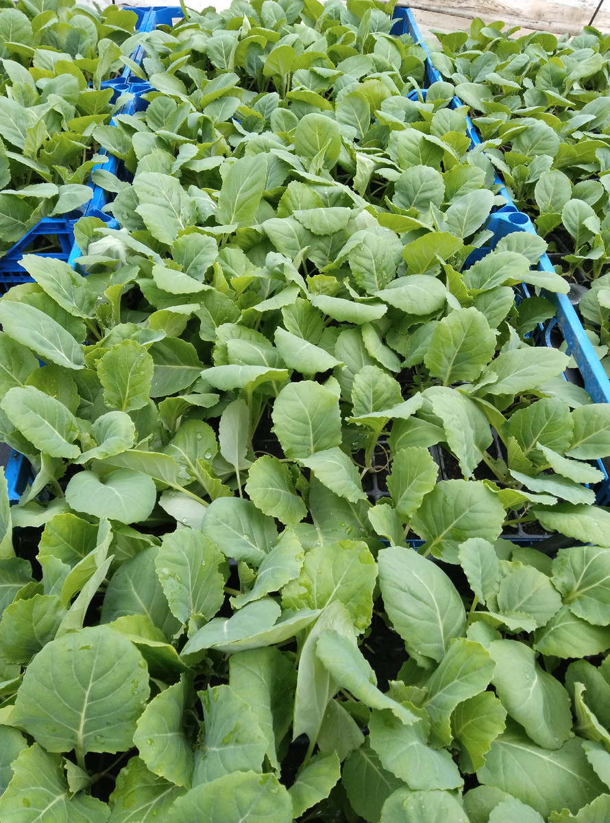 Белокачанная капуста, сорт Парел F1 (ранний сорт)