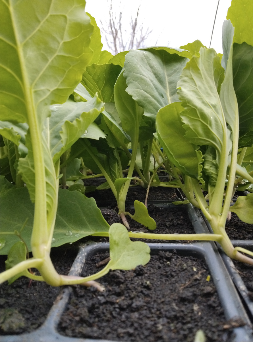 Стебель рассады капусты сорта Мишутка (средне-ранний сорт)