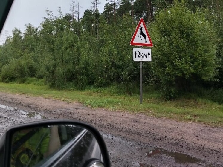     Опасность встретить лося заключается в том, что столкновение с животным до 600 кг, может привести к тяжелым последствиям. Фото: Архив МК в Великом Новгороде