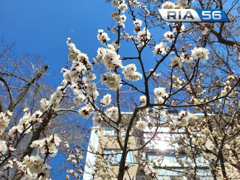    Красоту дополняют бабочки. С приходом тёплой погоды Оренбург «зацвел» раньше времени Андрей Севостьянов