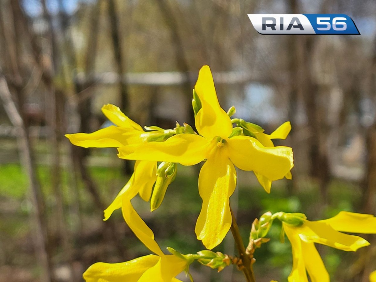  📷    Красоту дополняют бабочки. С приходом тёплой погоды Оренбург «зацвел» раньше времени Андрей Севостьянов