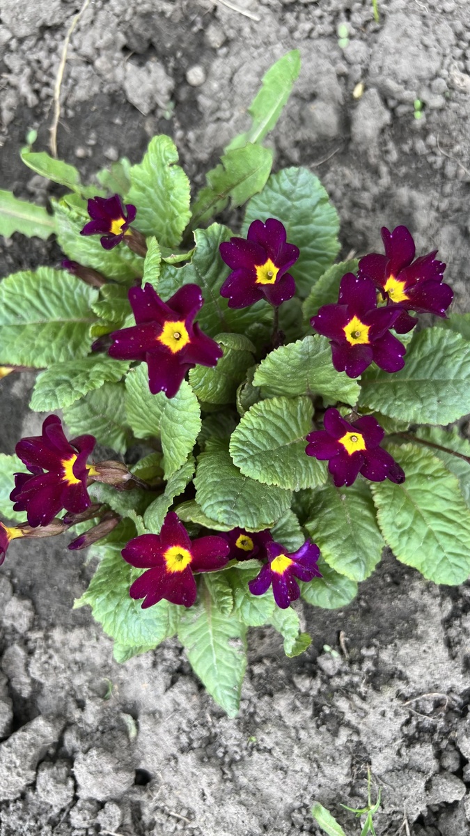 Моя любимая примула, самая простая, очень цвет красивый, в этом году не сильно цветет, обычно, все в цветочках и листиков не видно.