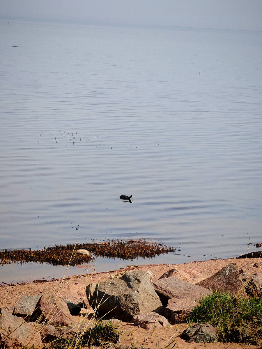 У берега плавают лысухи. Ныряют и бесконечно разговаривают.