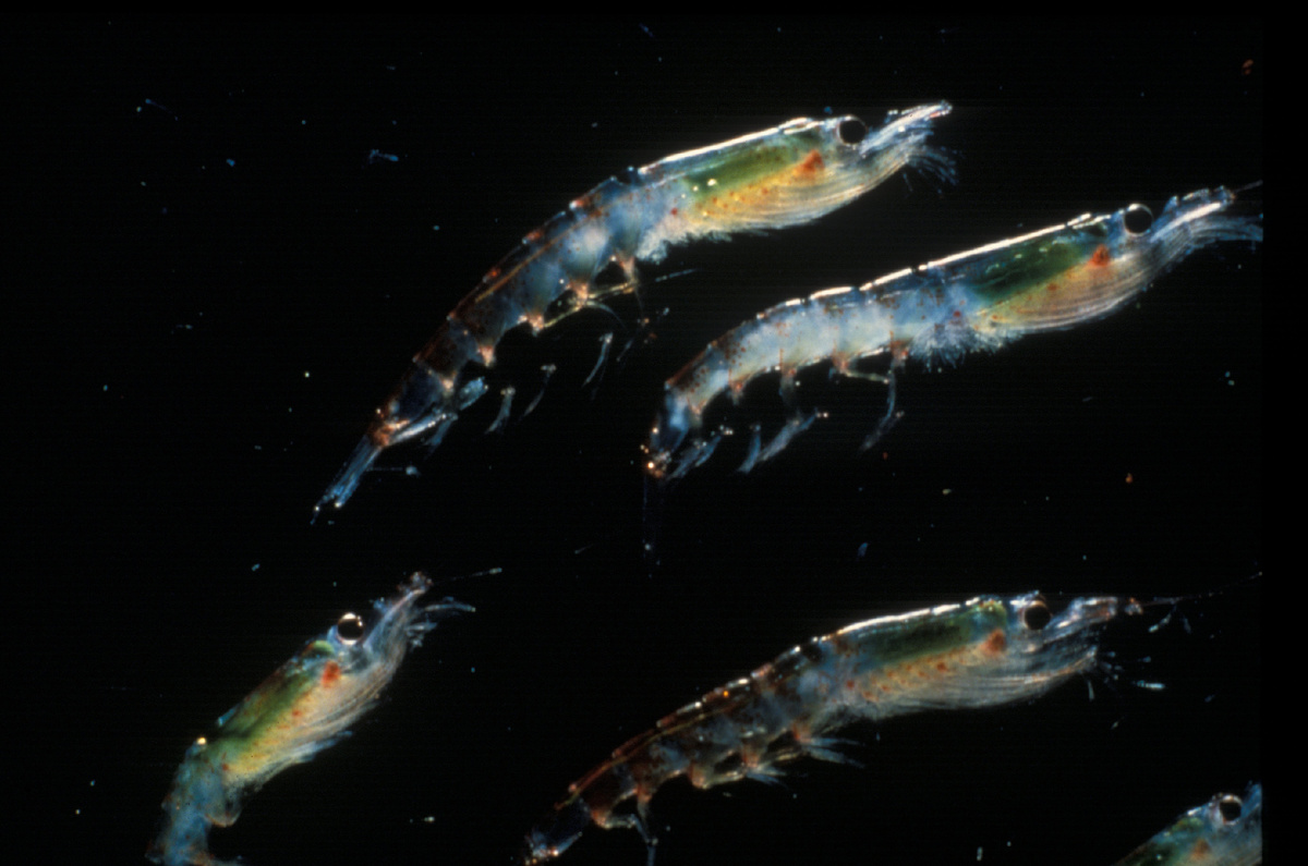 © Flickr