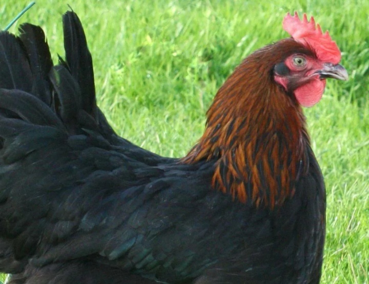 Так выглядит взрослая курочка Супер Харко. (фото из инета)