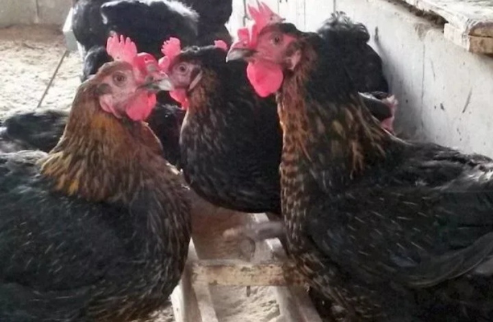 Курочка Харко , напольное содержание. (фото из инета)