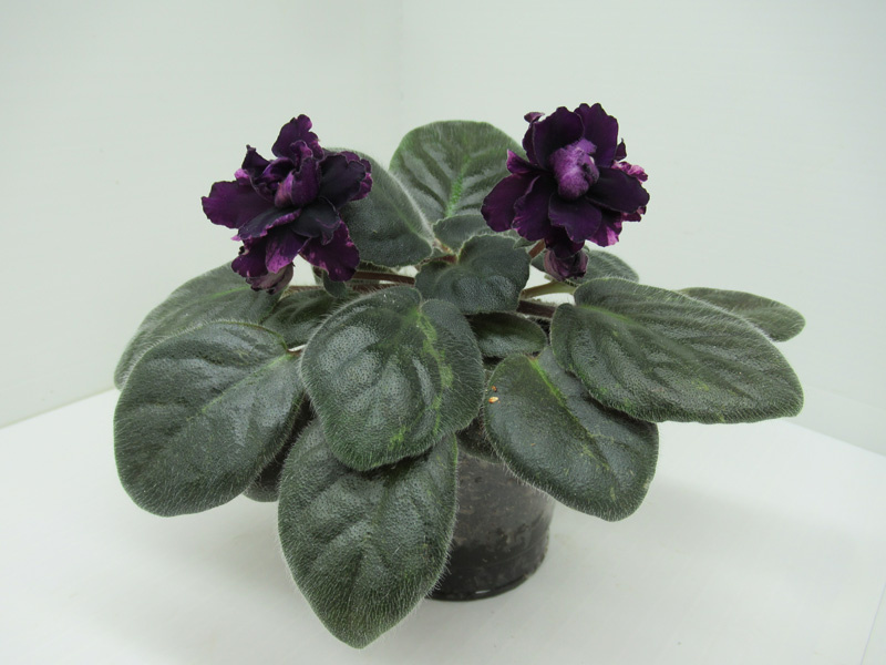 Я подумала, что это "Черника без пломбира"