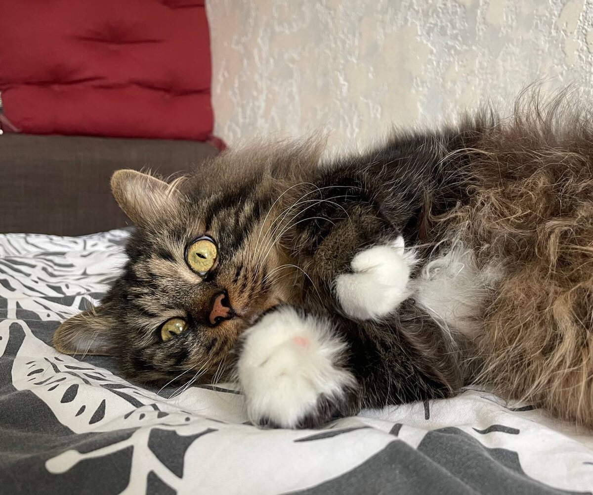 Вот у кого точно нет никаких проблем со сном...💜