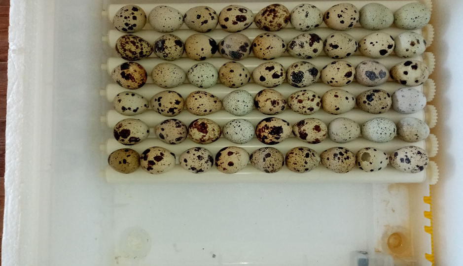 ЗАГРУЖАЕМ ИНКУБАТОР