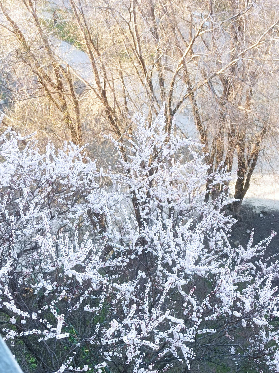 Вид с балкона. Аромат цветов абрикоса, супер