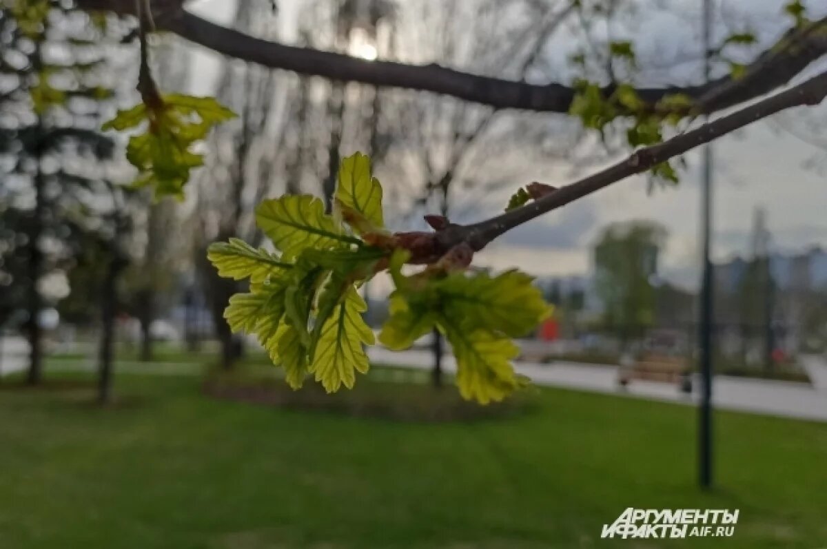    К Пермскому краю подошло поле облачности, которое притормозит потепление