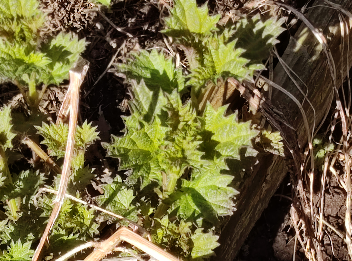 Помогает от всех болезней 