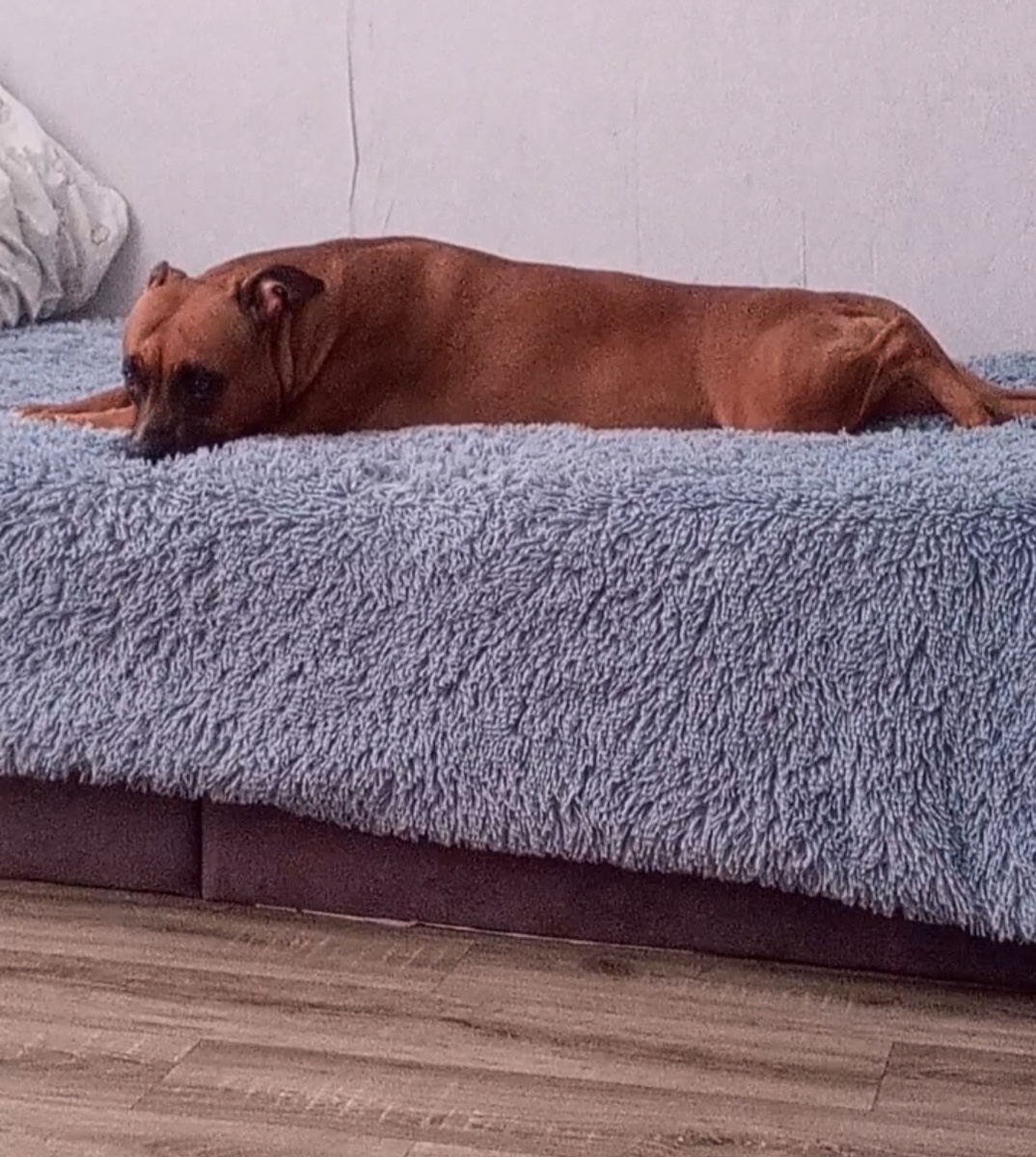 А вот собаки они всегда красивые