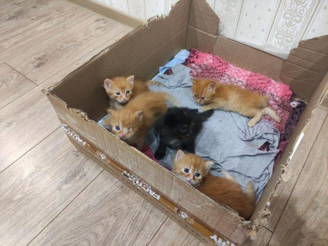 Вот. Все мои братья и сёстры котики и я. Уже без глаза. 