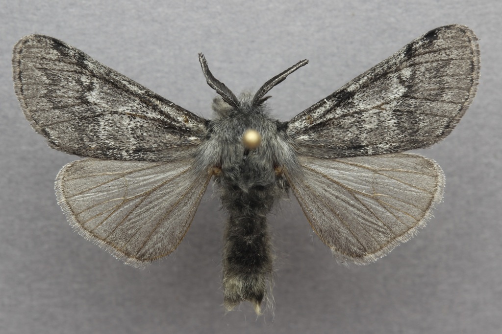 Brevan Wagner – Gynaephora groenlandica, 2024 г.