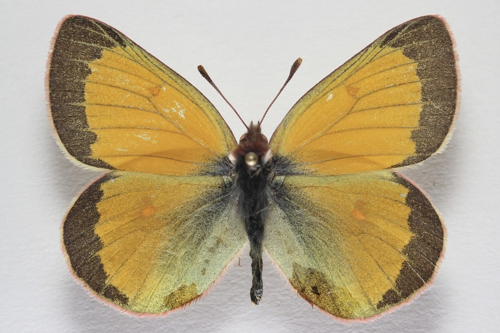 Brevan Wagner – Colias hecla, 2023 г.