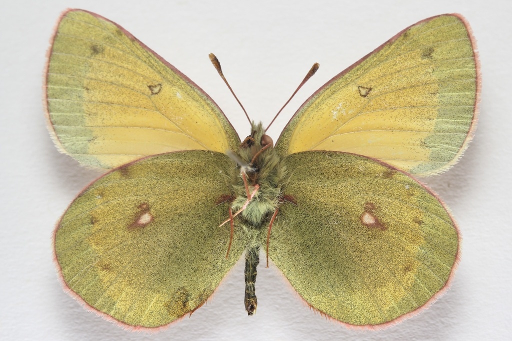 Brevan Wagner – Colias hecla, 2023 г.