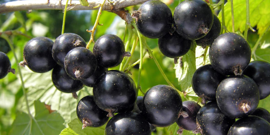 Весенняя обработка ЧЕРНОЙ СМОРОДИНЫ: Полный гид по уходу за ягодным кустарником.