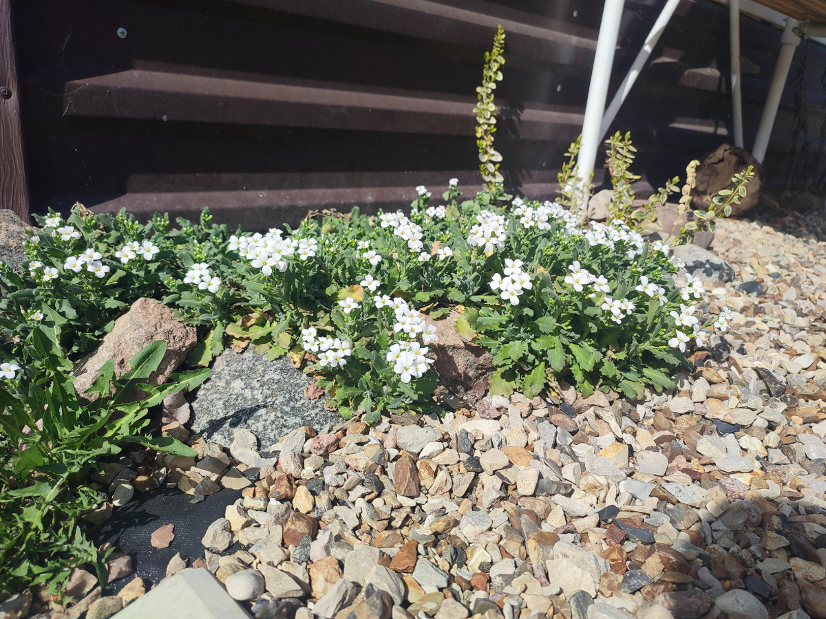 Арабис зацвел