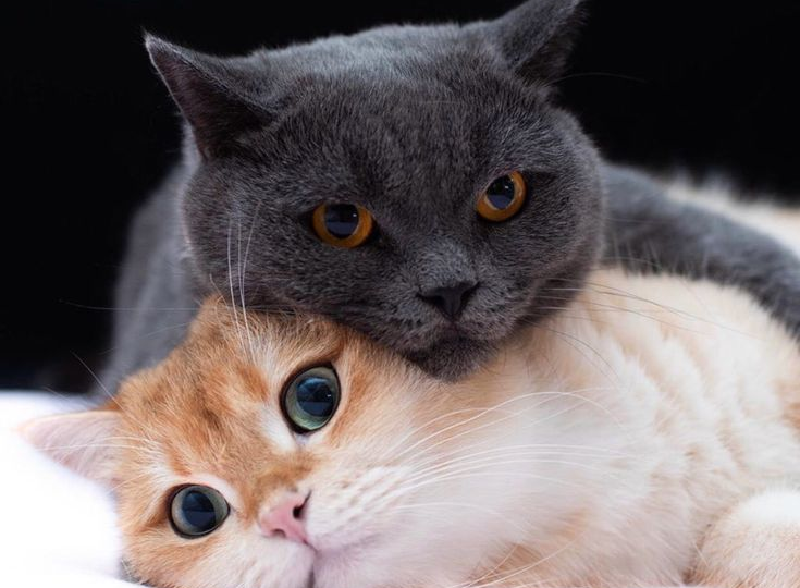 😼😺Кого выбрать, кота или кошку: выбираем пушистого друга с лёгкой ноткой юмора