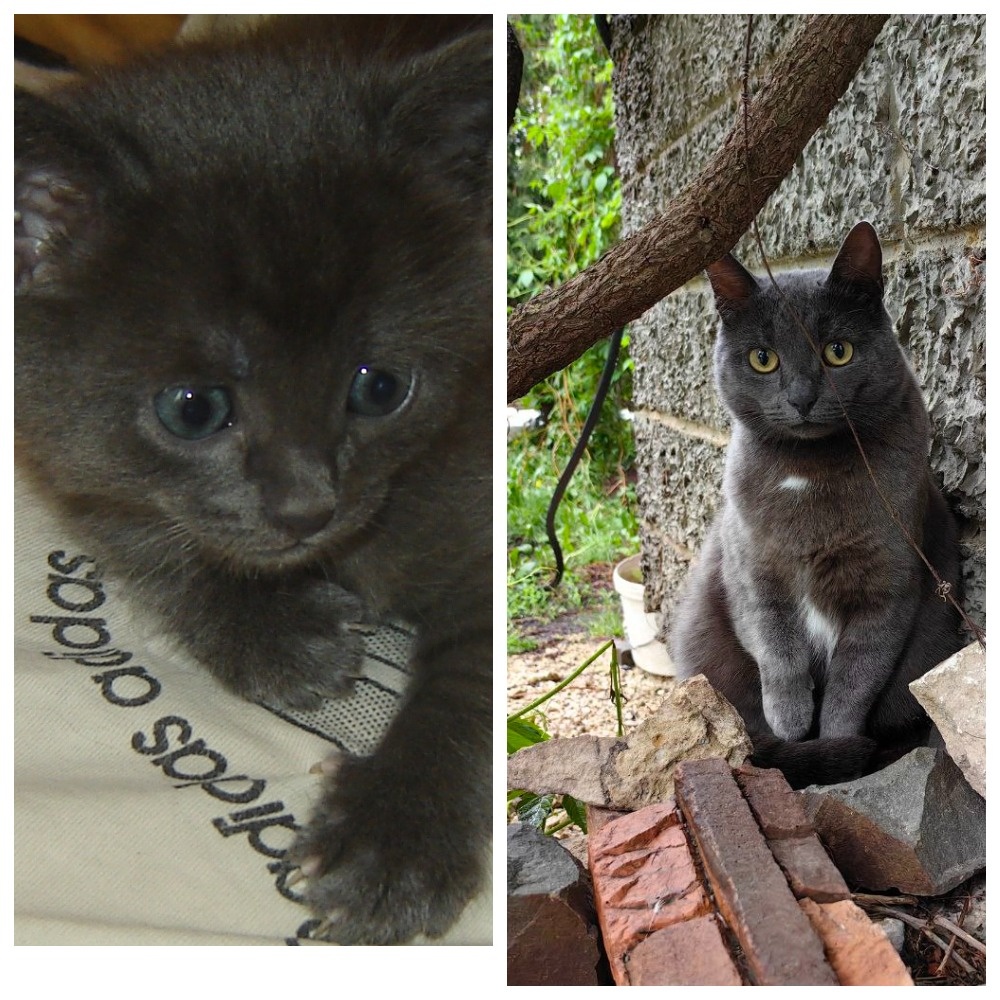 Котик Юрец в мае 2020 года и в мае 2025 года