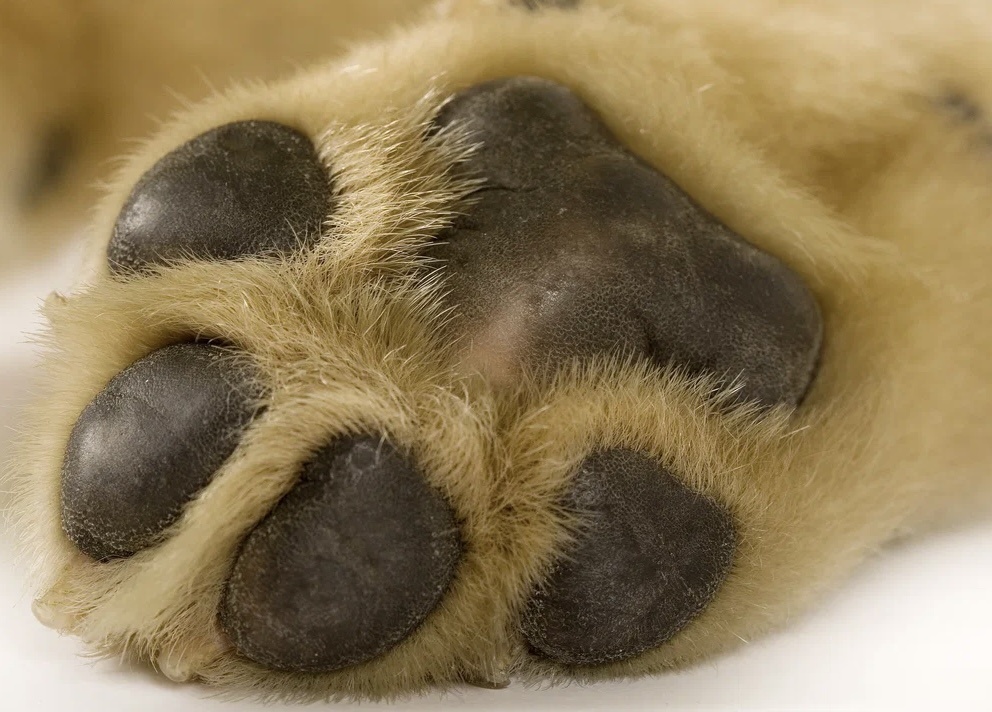 Фото из интернета 