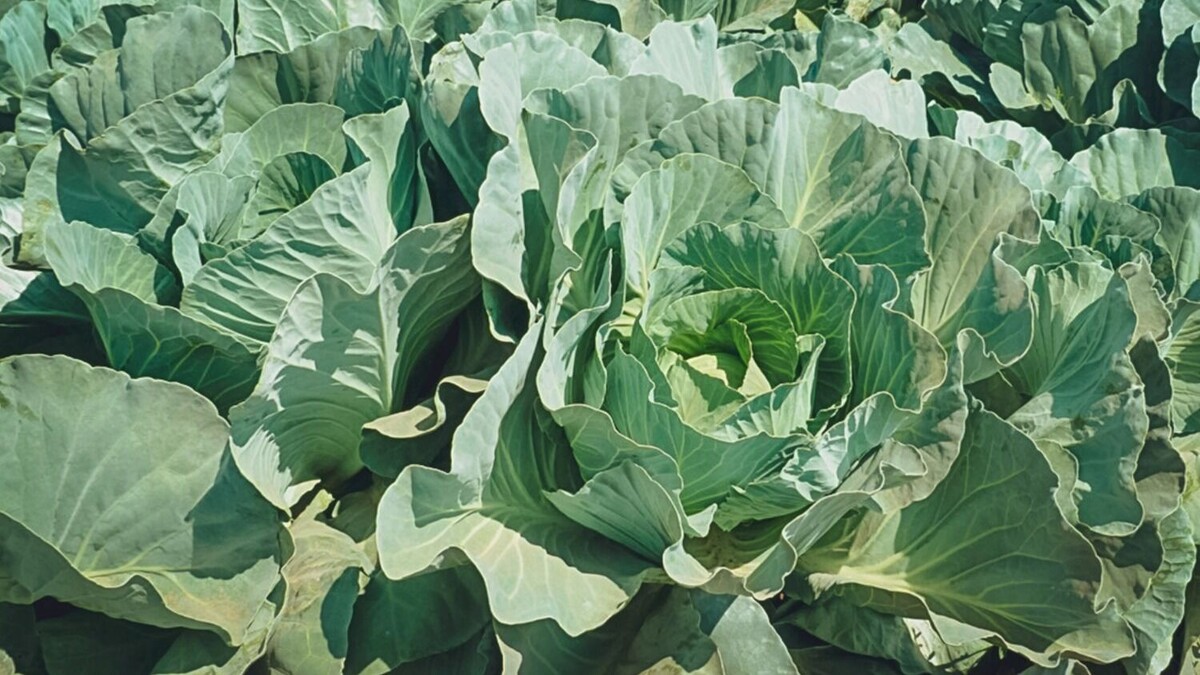     Источник: 1MI