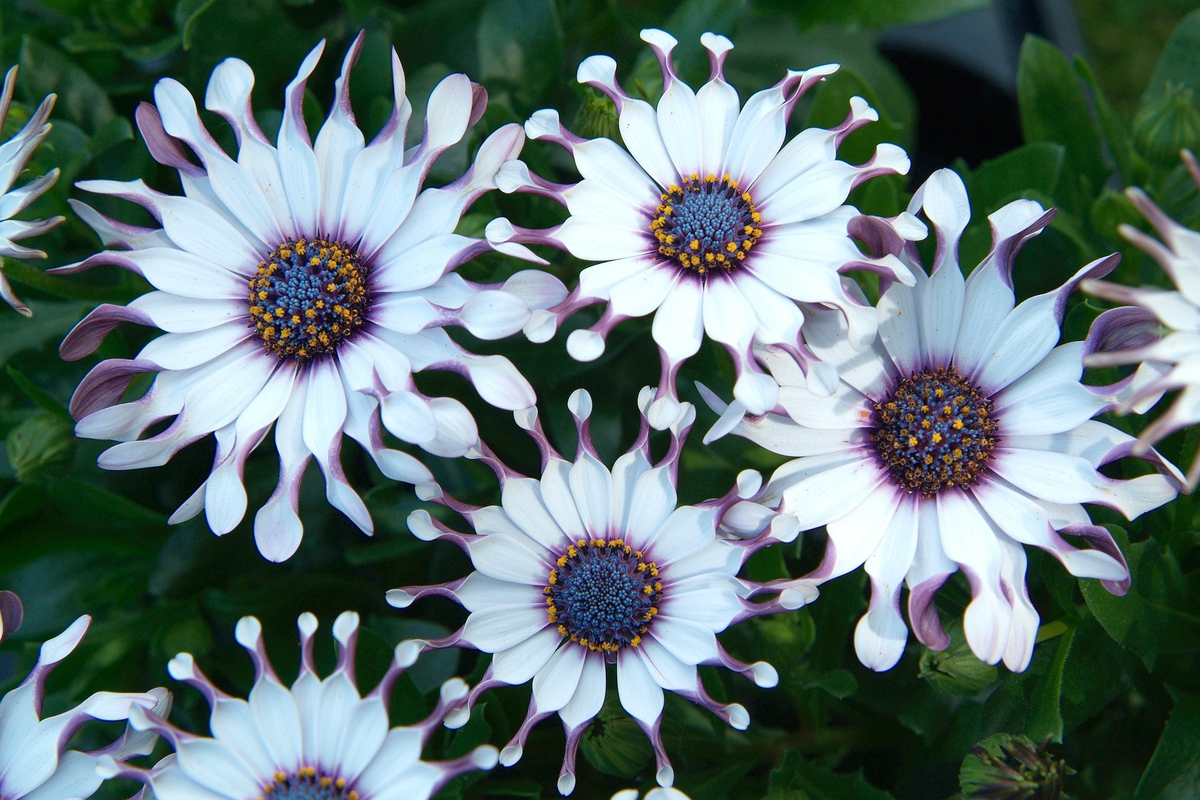 Остеоспермум