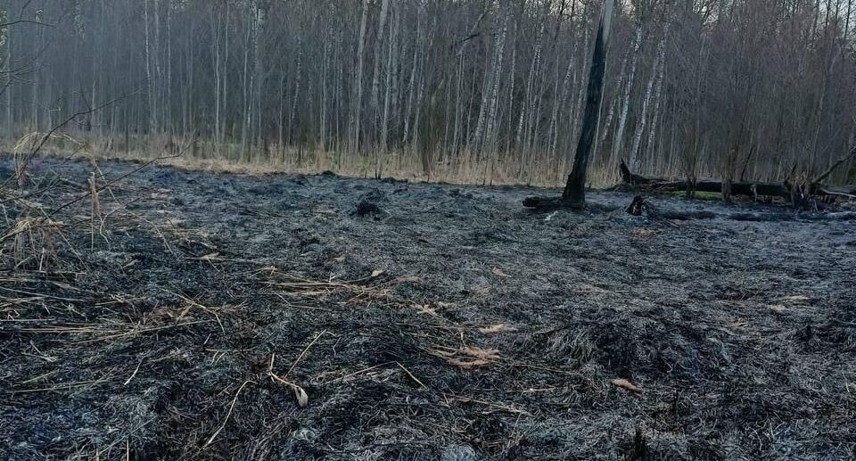    Пресс-служба Комлесхоза Подмосковья / Комитет лесного хозяйства Московской области