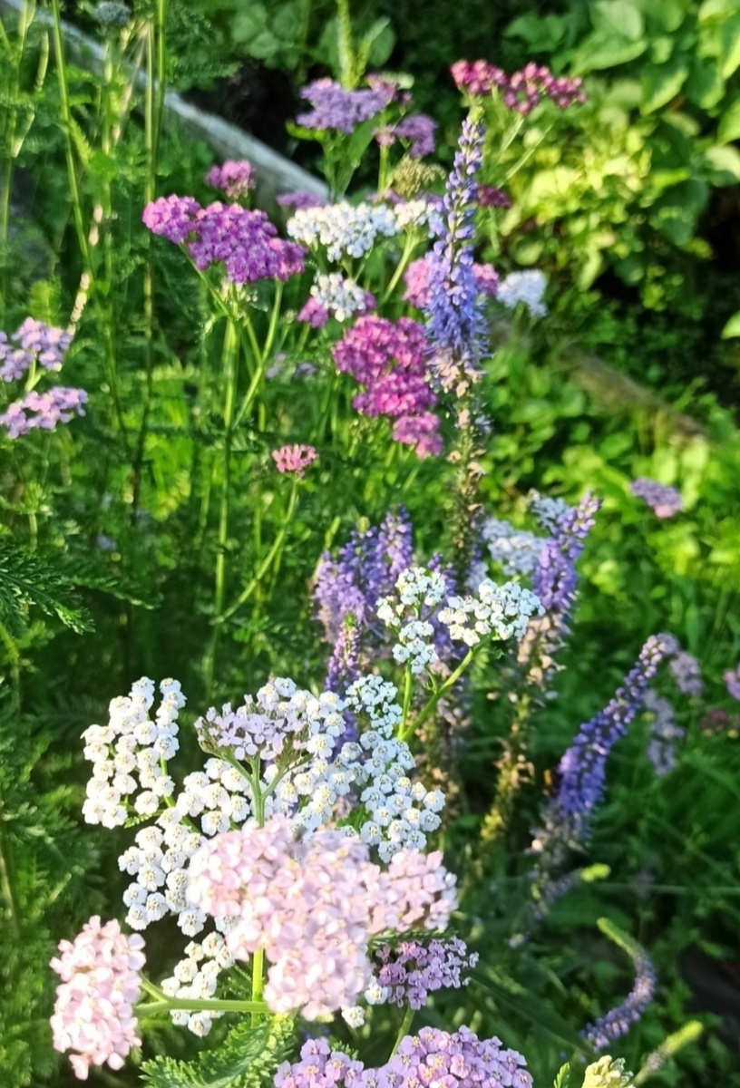 Тысячелистник. 