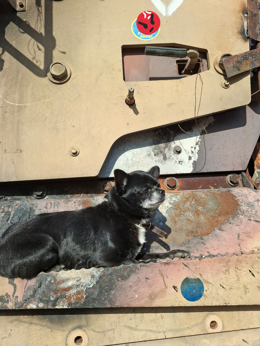 Фото автора канала,  Чаки дремет на Страйкере. 