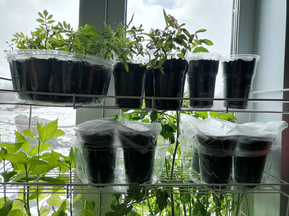 Они, бедняжки на заднем плане, вытянулись уже в полокна и цвет набрали.