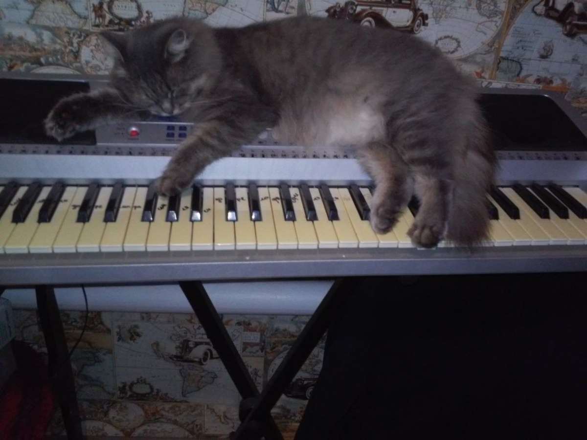 Кошки тоже могут быть музыкальными! Архив автора.