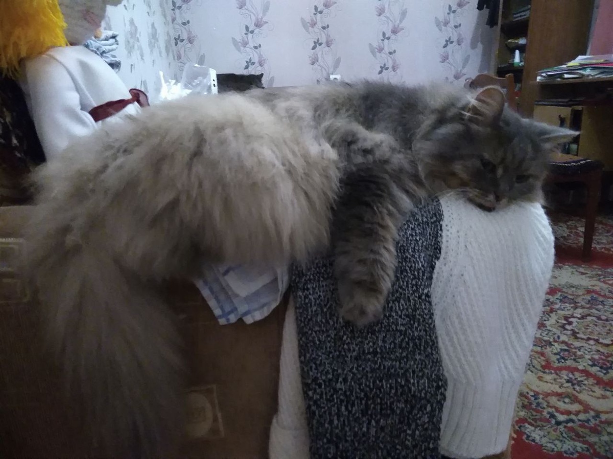 Кисуля в изнеможениии после отъезда хозяйских внуков. Фото автора.