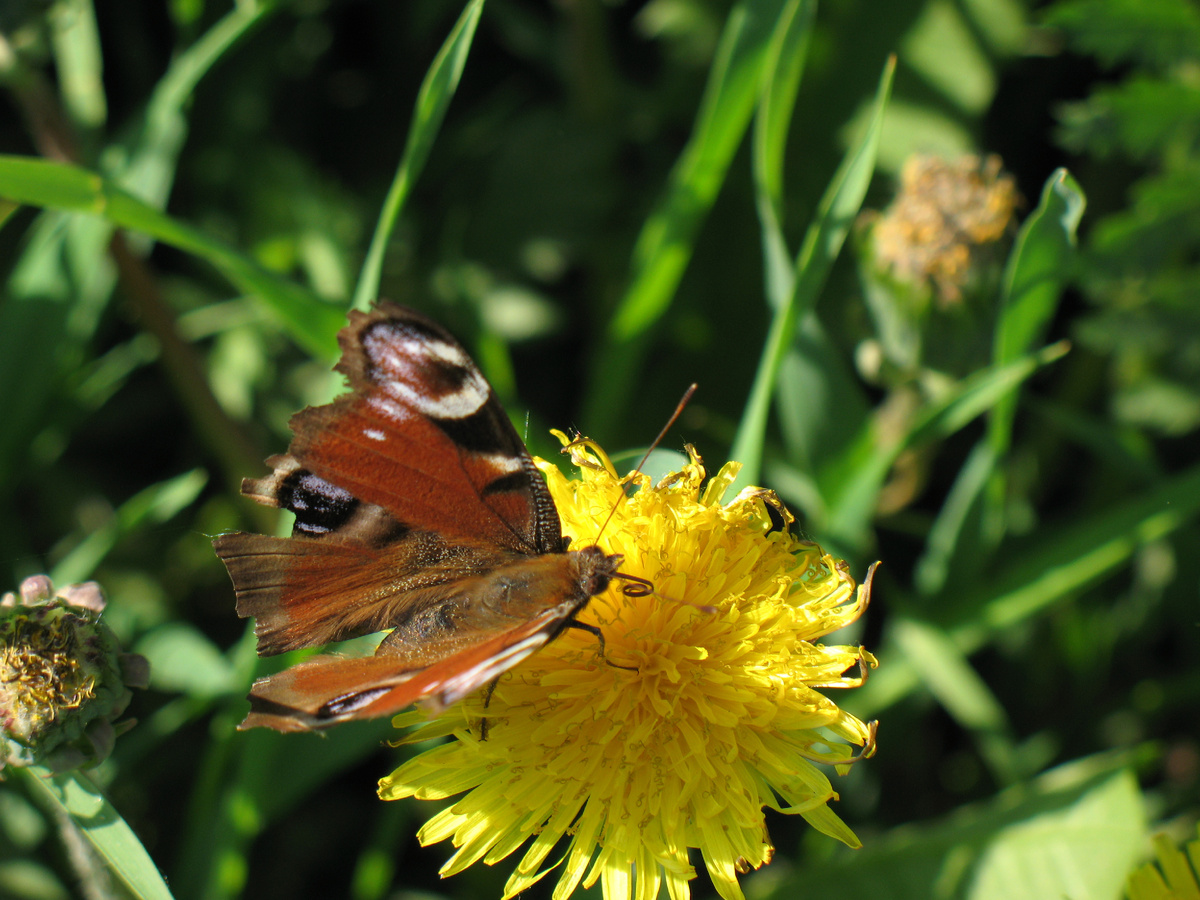 Павлиний глаз после зимовки