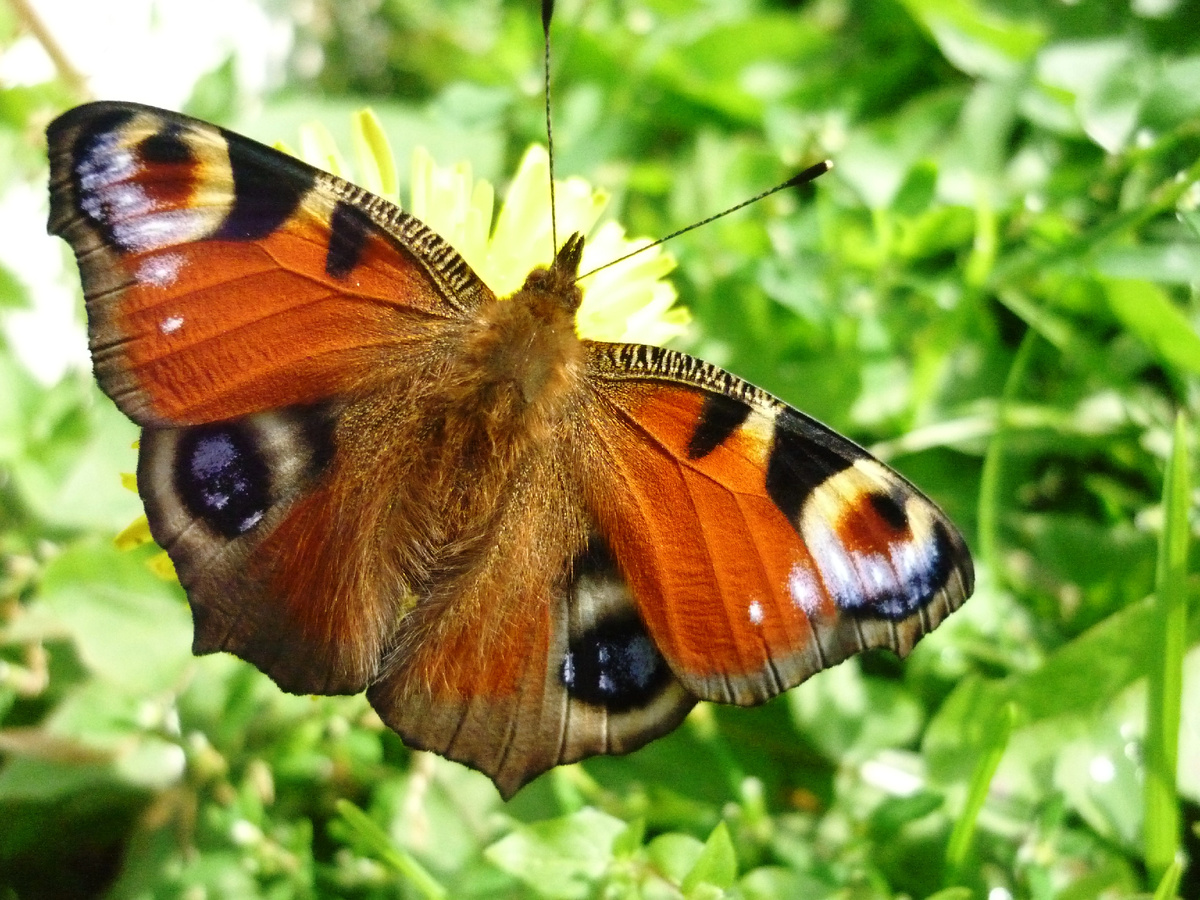 Павлиний глаз поздним летом, бобочка совсем недавно из куколки