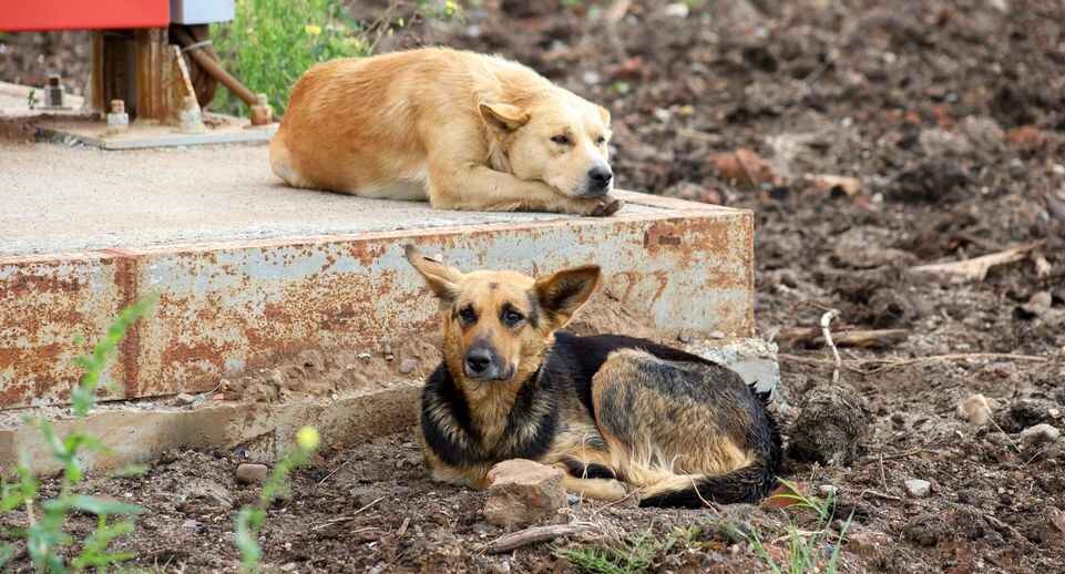    Elena Mayorova/Global Look Press / www.globallookpress.com