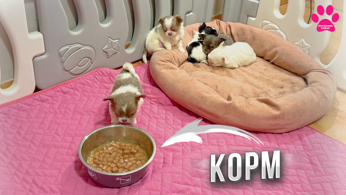 Новое видео на канале "Питомник Собак"