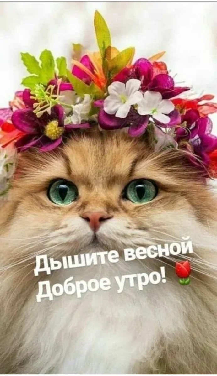 Как мы с течением возраста воспринимаем утро, всегда ли оно для нас доброе? Расскажу вам на своём примере. Я отлично помню, когда мама меня будила в детский сад, как же я не хотела просыпаться, а она всегда приговаривала: жук упал и встать не может, кто жуку поможет? В итоге конечно же меня собирали и вели в детский сад, который я почему то очень не любила, причина до сих пор мне непонятна. Впоследствии, когда я уже училась в школе, а пошла я туда с 6 лет и у меня была продленка, на которой даже был сон час, вот там мне безумно нравилось. 