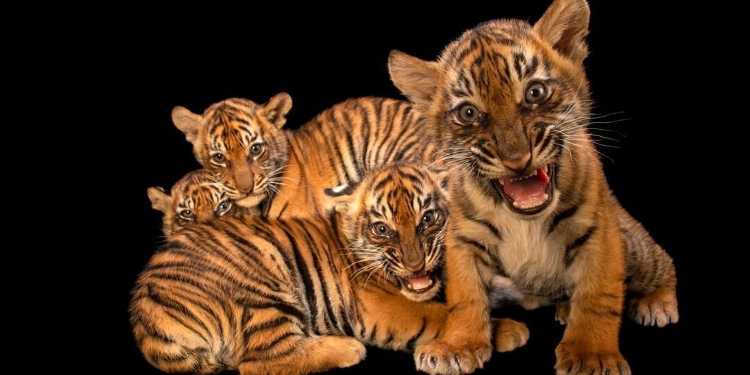 Снимки исчезающих видов животных - это разбивает сердце (20 фото)