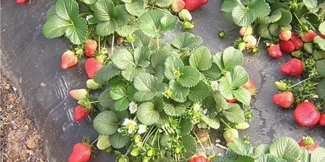 Клубника весной, вот что надо обязательно сделать. Пошаговая инструкция для богатого урожая