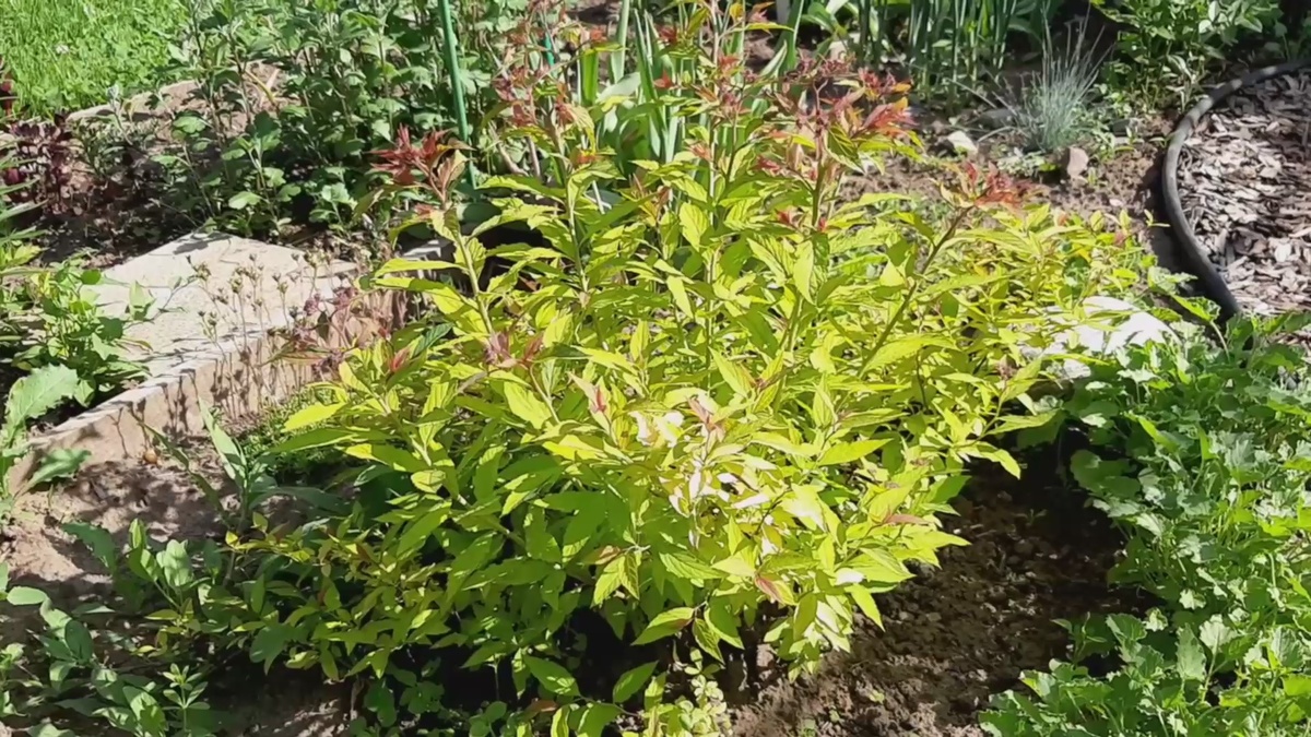 Спирея Голд Флейм весной.